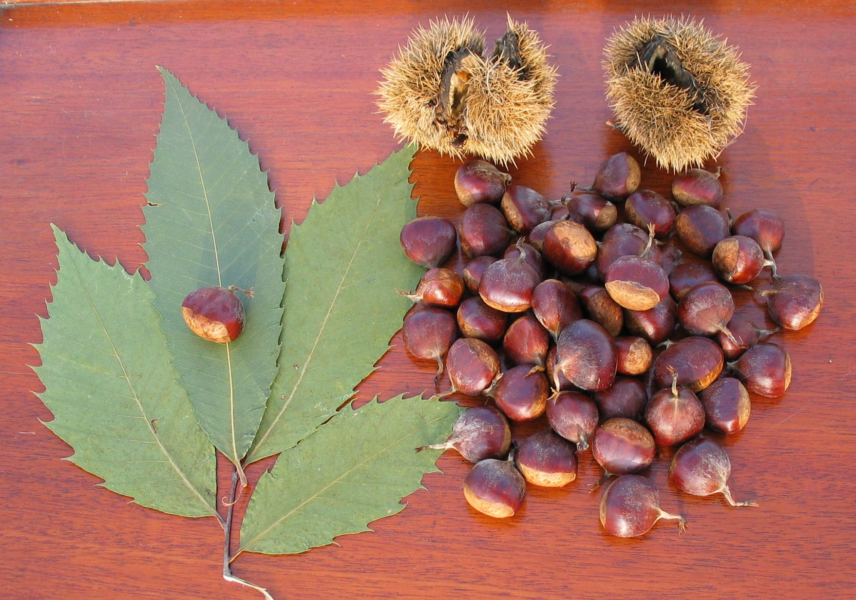 The Story of Chestnuts in North America: How a Forest Giant Disappeared from American Forests and Culture