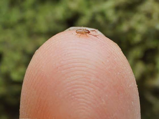 Creature Feature: Pseudoscorpions
