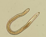 Nematodes: The super microscopic animal!
