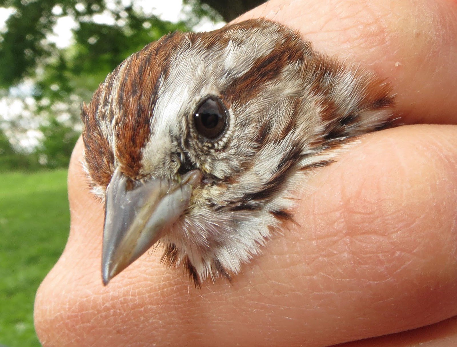 When It Comes to Bird Beaks, Size Matters