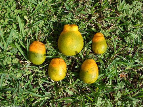 Why did orange prices increase?