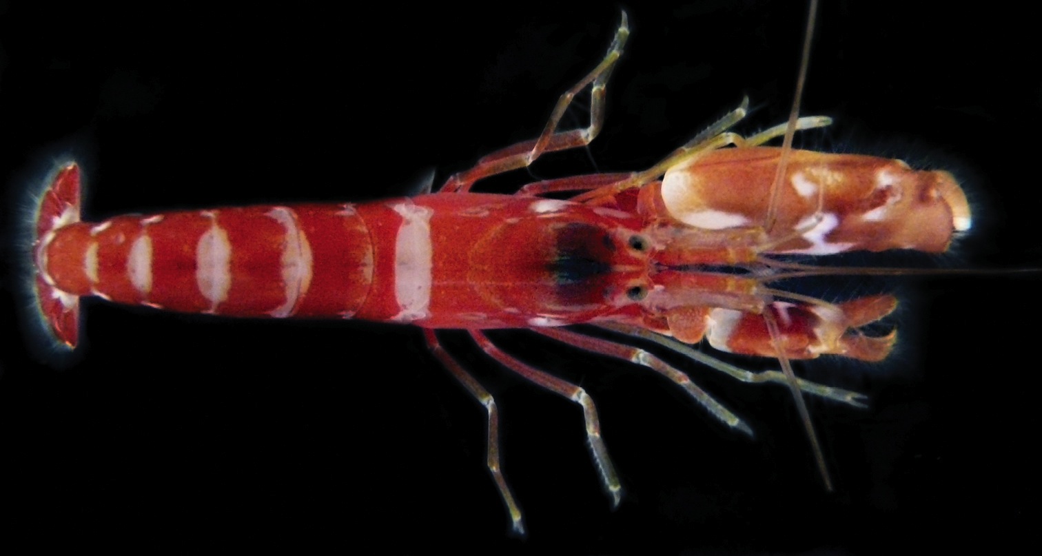 How Pistol Shrimp Kill with Bubbles
