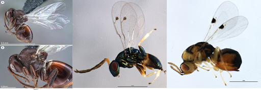 The Good, the Bad, and the Ugly: Predators, Parasitoids, and Parasites