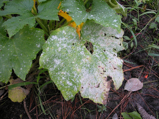 What is Phytopathology?