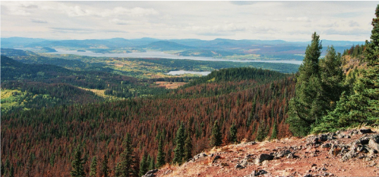 How are forest insect outbreaks like wildfires?  