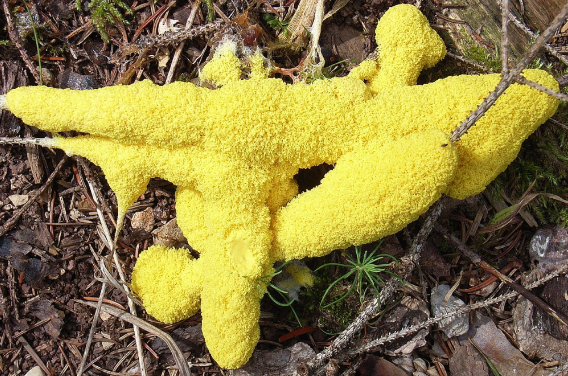 Slimed and Consumed – The Blob is Real!