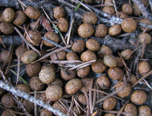 Why Does Mopsy Eat Her Own Poop?