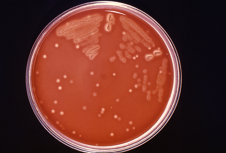What is the microbiome?