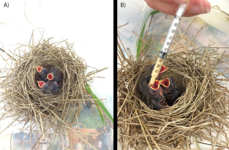 Posing as a Bird Mama: the adventures of a researcher-turned-bird-parent