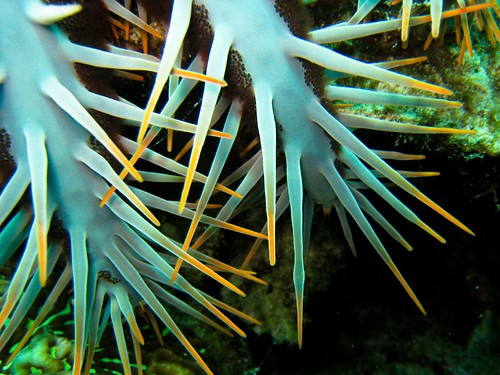 A thorny, venomous creature is terrorizing coral reefs