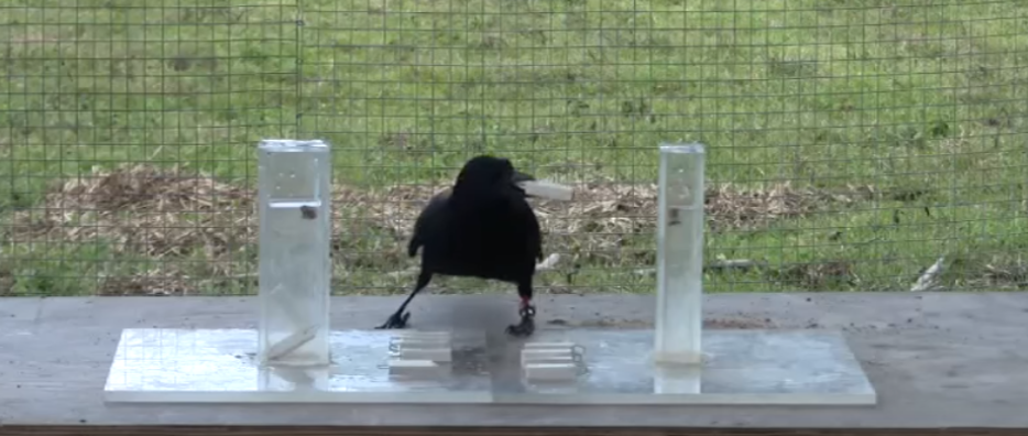 Smart as a crow