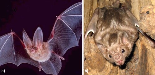 What’s up with bat echolocation?