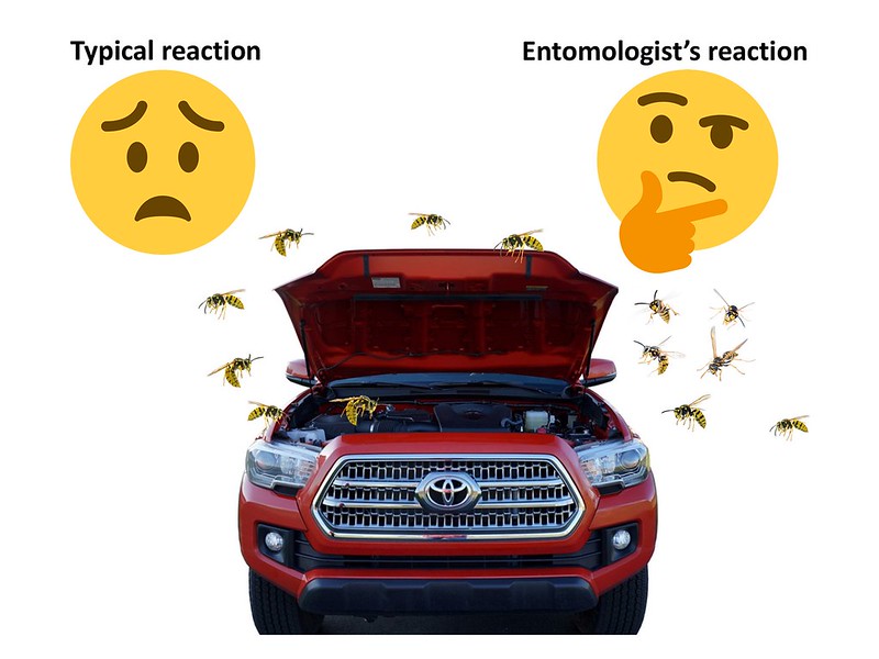 Bug Sleuth: One Entomologist’s Mission to ID a Mysterious Swarm of Wasps 