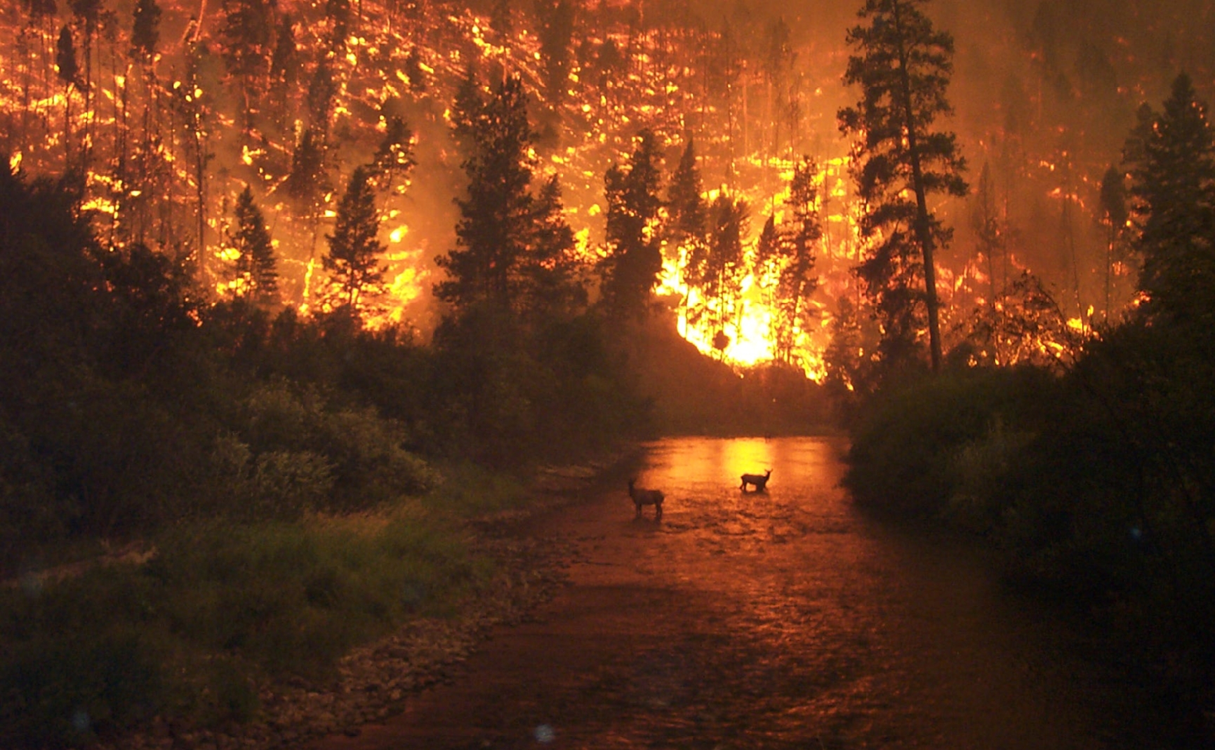 Finding wildfire’s niche in the Anthropocene