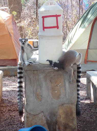 Tails from the Field: Studying Lemurs in Southwestern Madagascar
