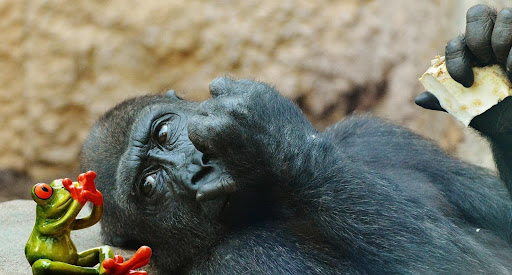 Charity cases in nature: when are animals more likely to be altruistic?