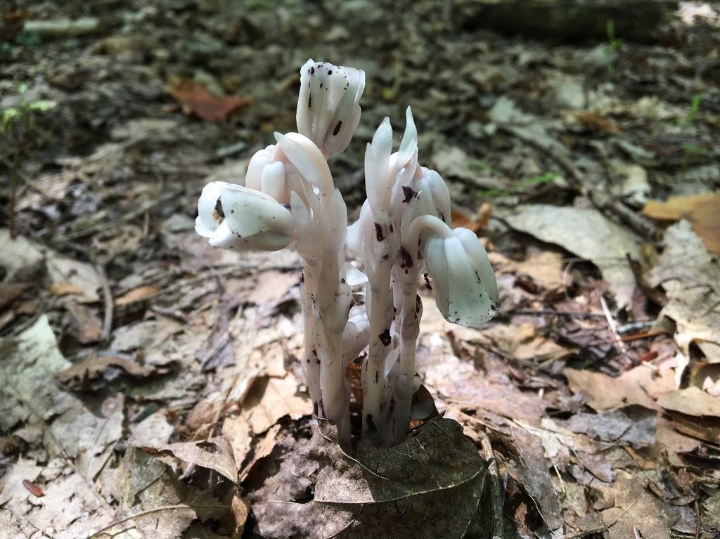 Monotropa uniflora: This wildflower is pretty wild