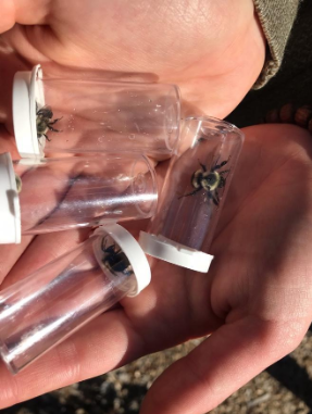 Grad Students Meet Girl Scouts Part 2: Conserving Local Bee Habitats, One Person at a Time!