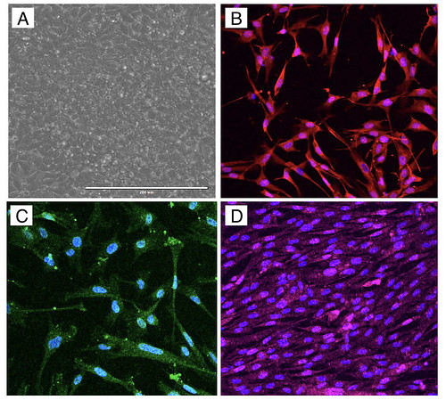 Research Highlight: Making Brain Cells