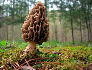 Through the Mycologist’s Hand Lens: Deceptive Decomposers