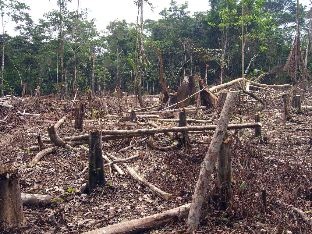 Life on the Edge: 3 Important Ways that Habitat Edges Affect Forests 