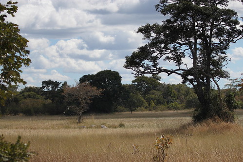 Tales from Trails: Field Dispatches from Africa