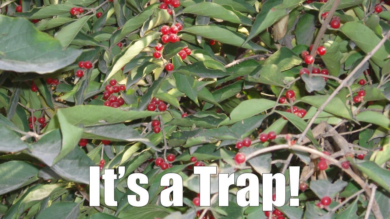 It’s a Trap! How Looks Can Be Deceiving in Habitat Selection 