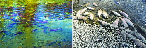 Live Fast, Die Young: Why Some Animals Die After Mating