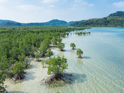 Mangroves: where blue meets green, brown, and every other color under the sun