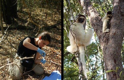 From the Field to the Lab: Sequencing Wild Microbiomes
