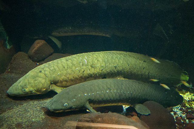 Have you ever thought about what a fish is, really?