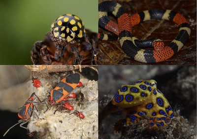 Survival by Aposematism and Mimicry: The Evolution of Bright Color Patterns