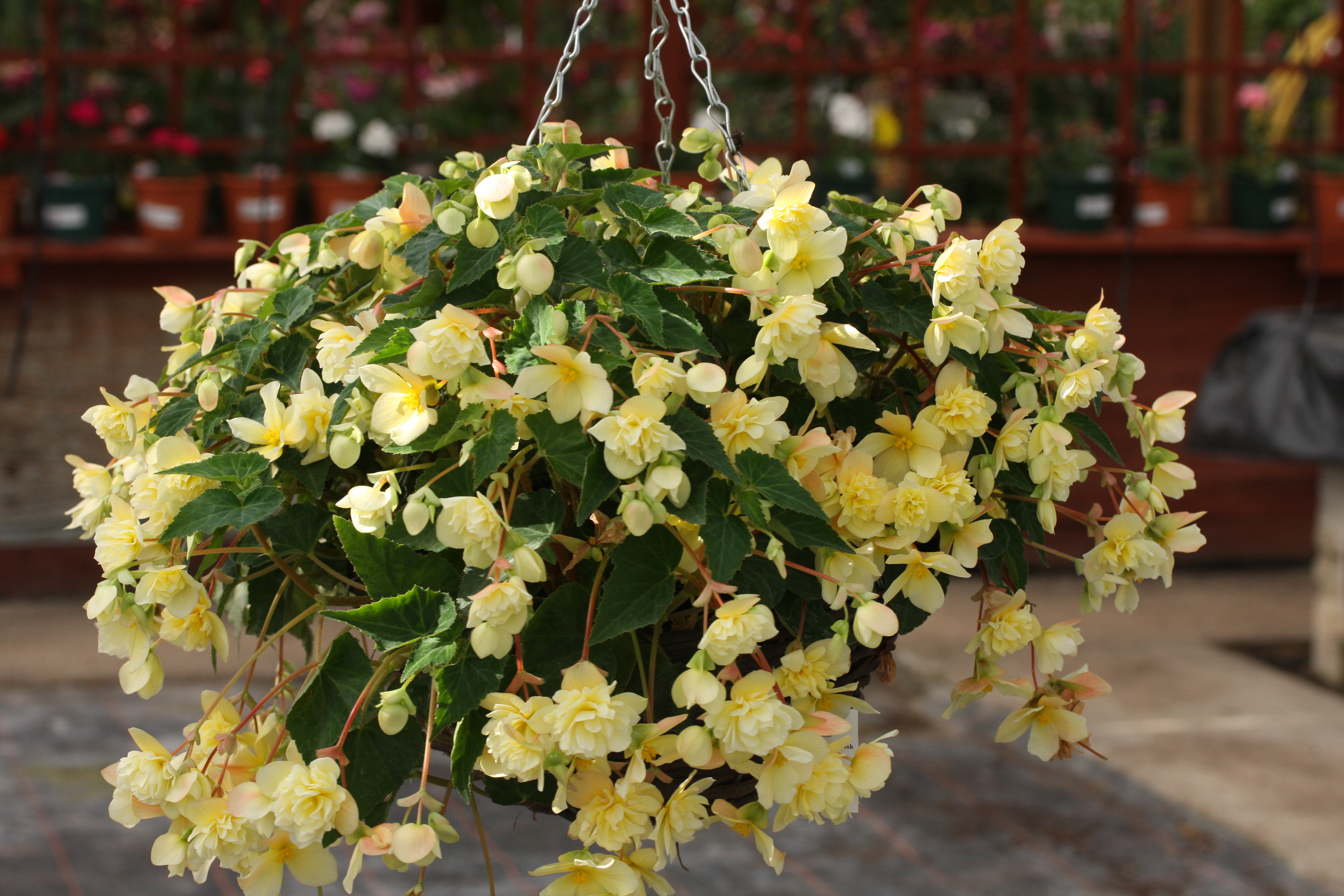 How Botanical Sexism is Making Your Allergies Worse