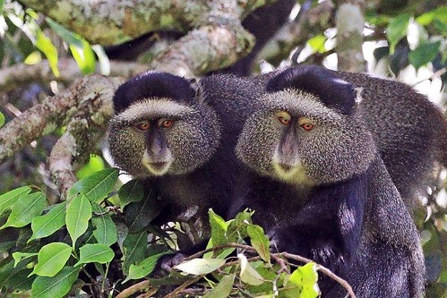 Sound the Alarm! One Unique Way Primates Avoid Being Eaten