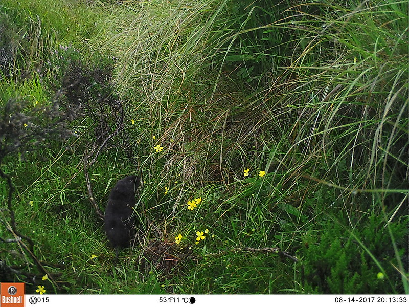 Using eDNA to Revolutionize Wildlife Conservation