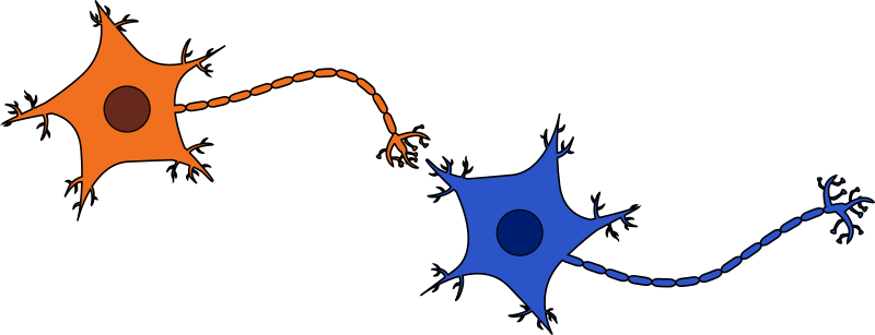 Fat is Good for Your Brain