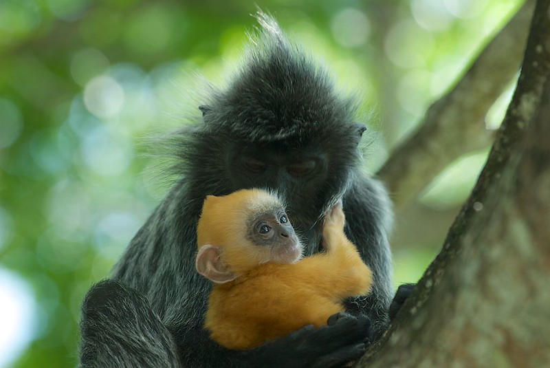 Why are some primate infants brightly colored?