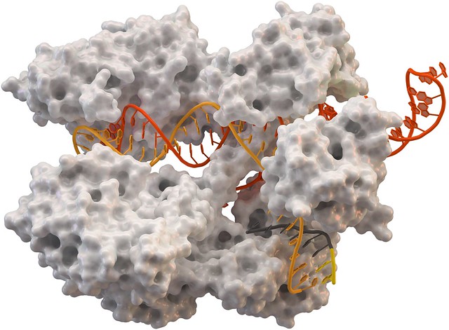 CRISPR technology may be a promising tool to combat multidrug-resistant fungus C. auris