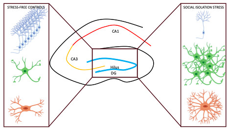 Quarantine Blues? The Effects of Social Isolation in the Brain