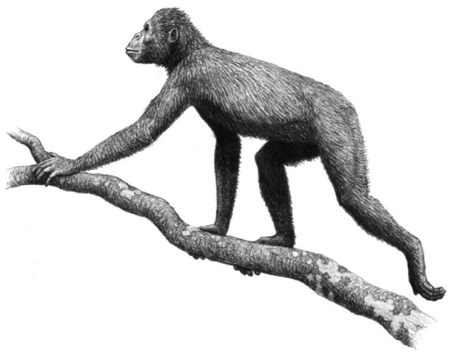 Why Don’t Apes Have Tails?