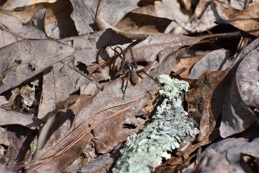a spider crawling through leaf litter.