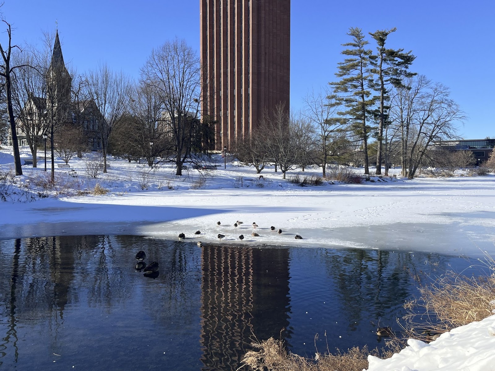 Freezing and Thawing: How Animals in the Campus Pond Survived Winter Under the Ice