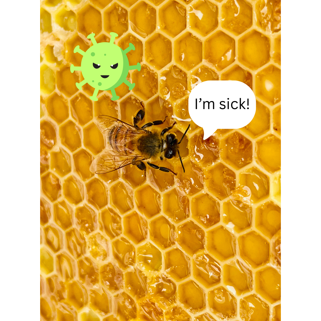Do Bees Wash Their Hands? Social Immunity in the Insect World
