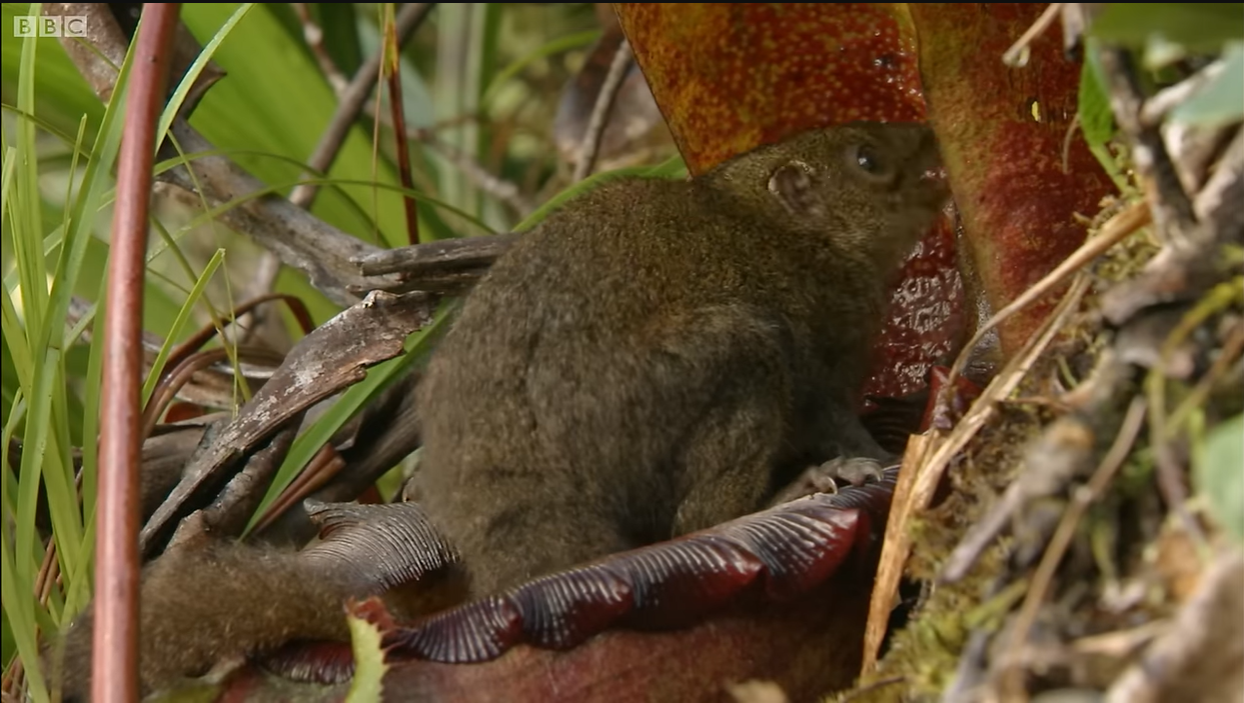 When You Gotta Go: Carnivorous Plant or Shrew Loo?
